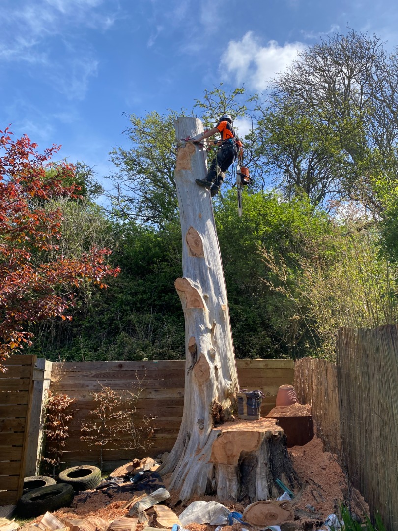 Trimmed hedges isle of wight
