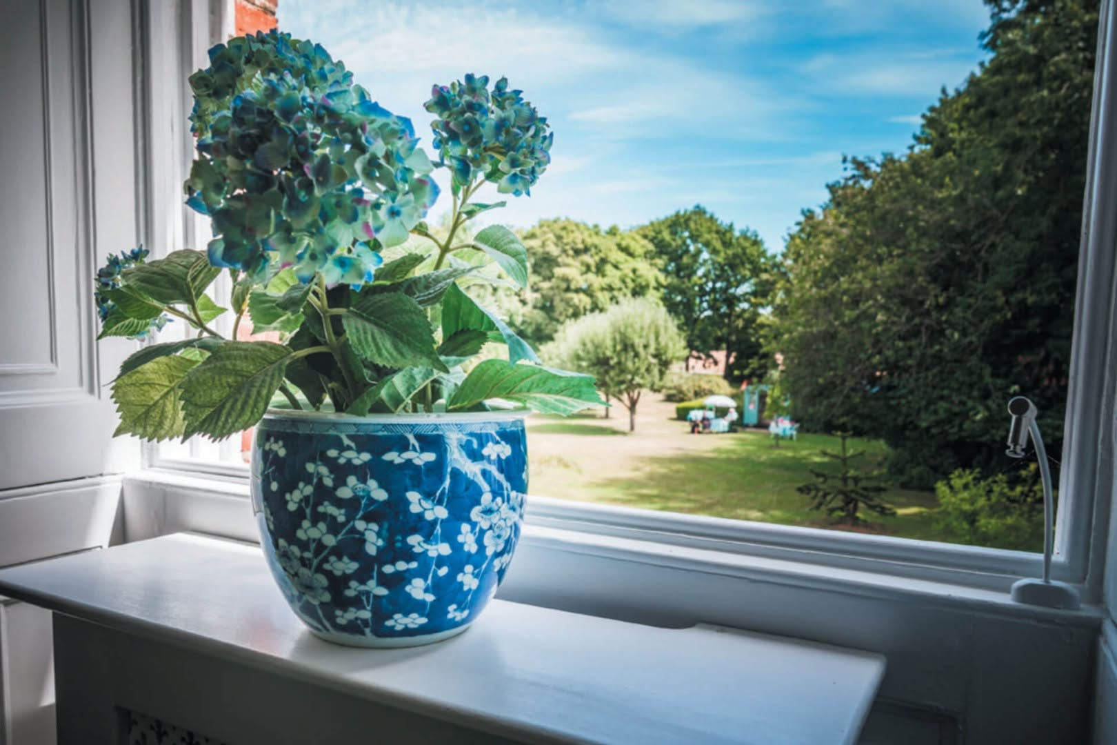 Plant in window