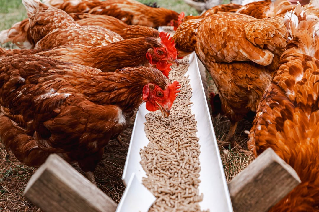 Chicken