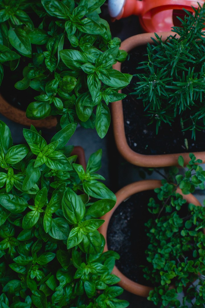 Herbs and Micro