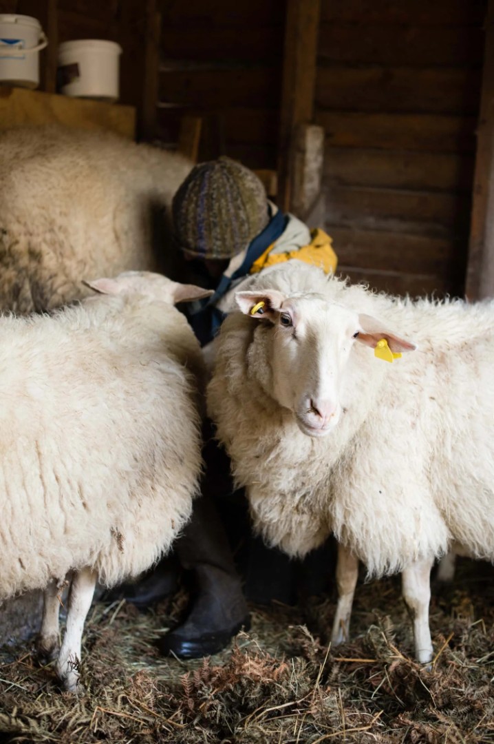 Macalla farm yoga retreat 39