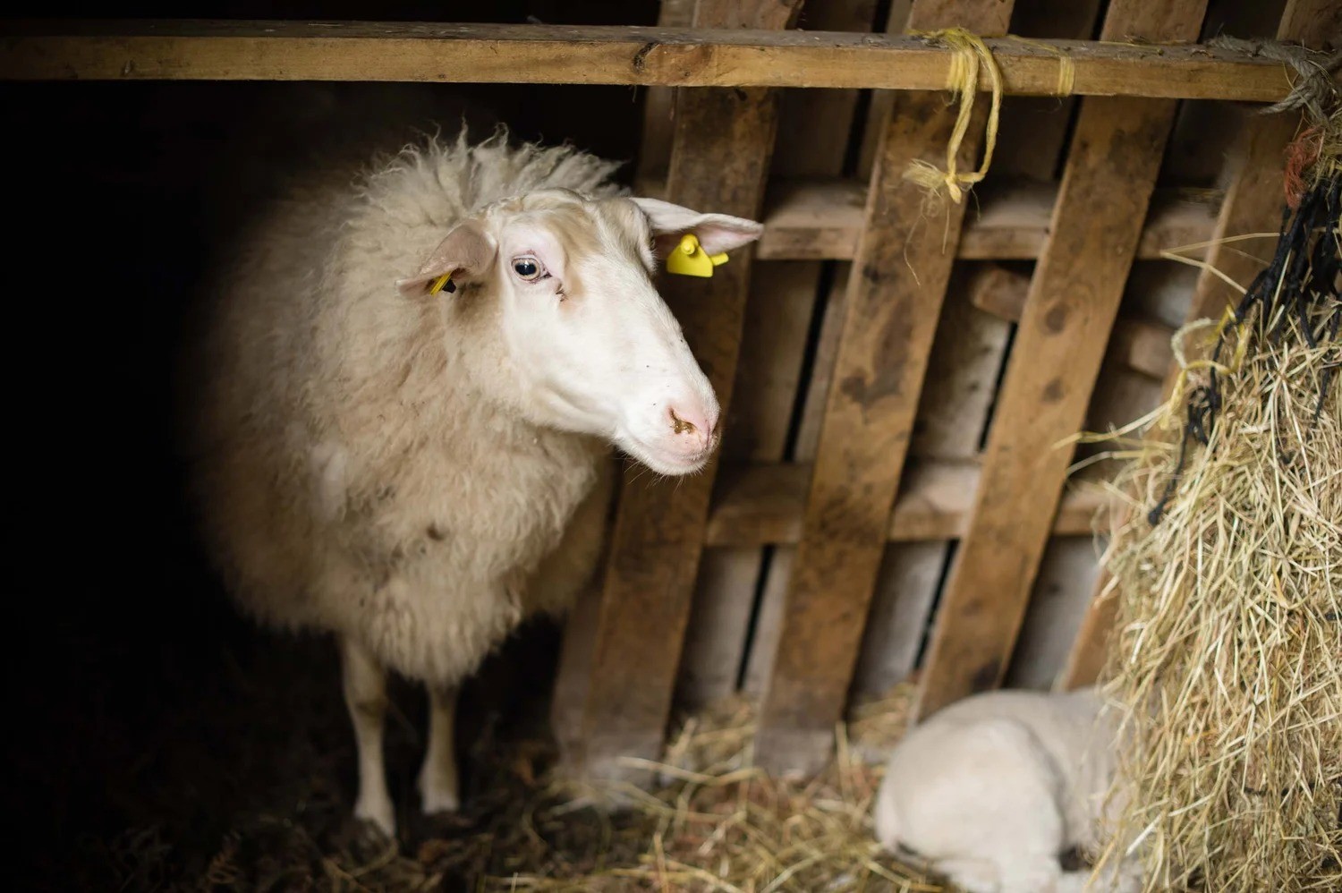 Macalla farm yoga retreat 45