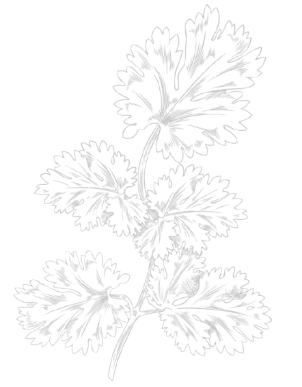 Bush sprig of coriander