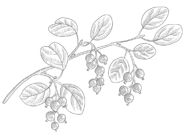 Branch with circle berries