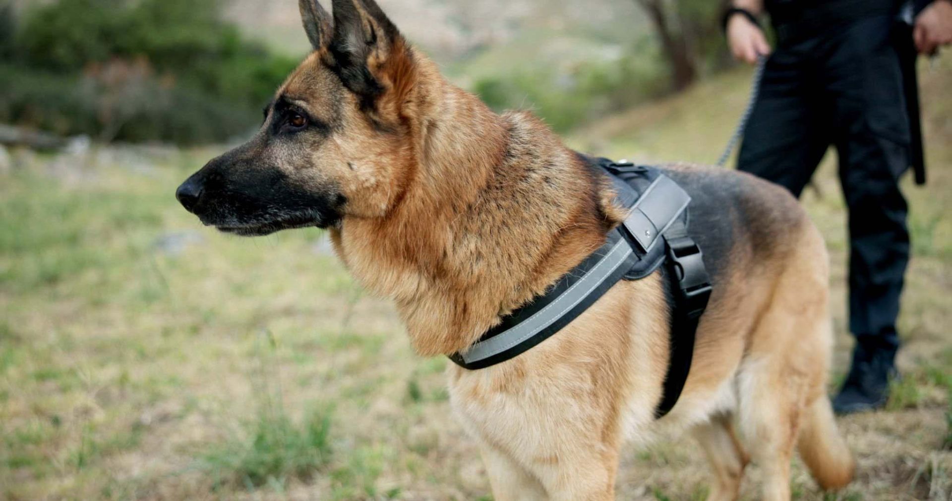 Specialist search dog