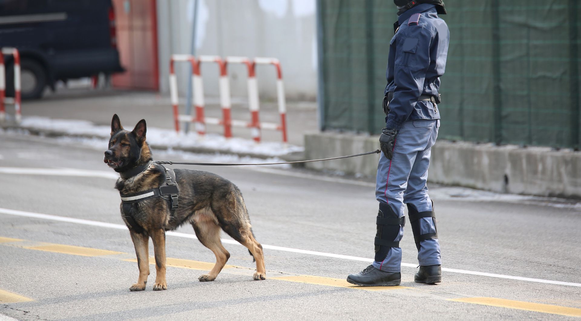 Kitted security with dog in road