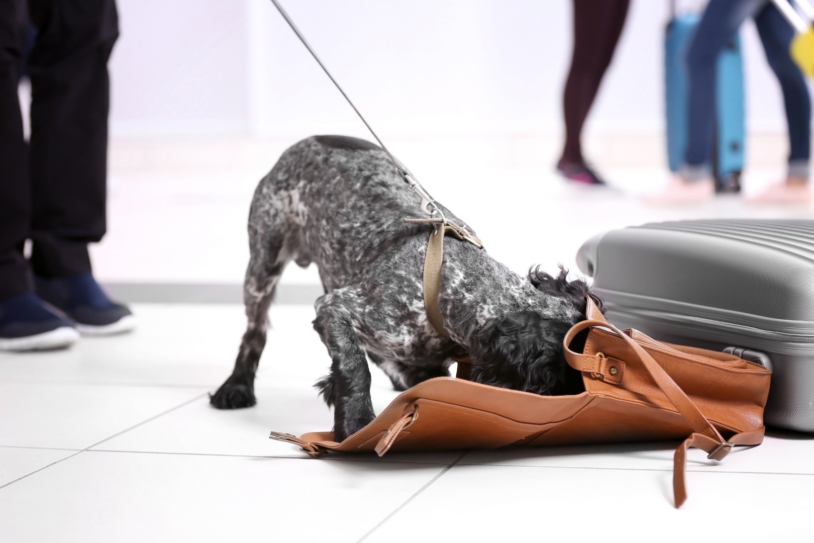 Small dog sniffing in handbag