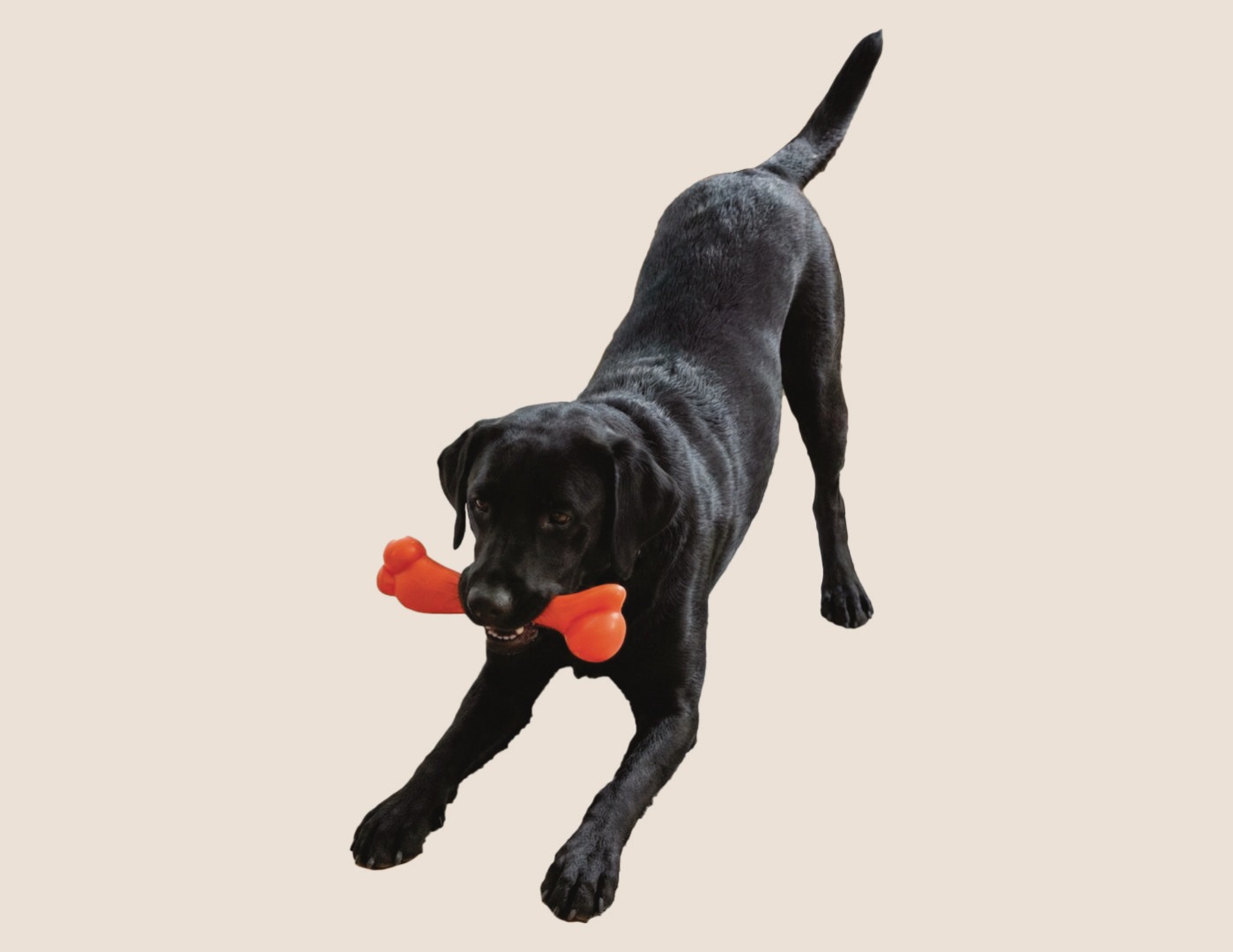 Black labrador with toy bone