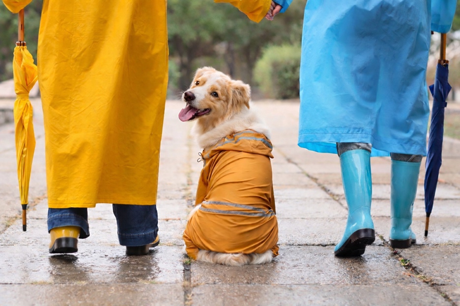 Couple in raincoats with umbrellas and dog