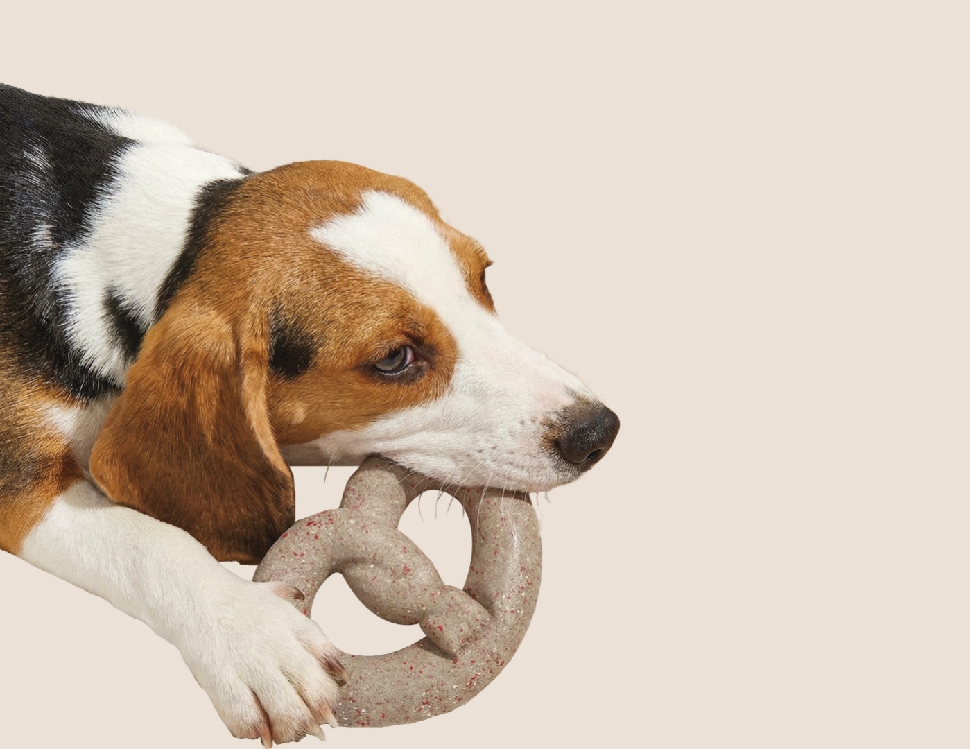 Cute beagle with chew toy