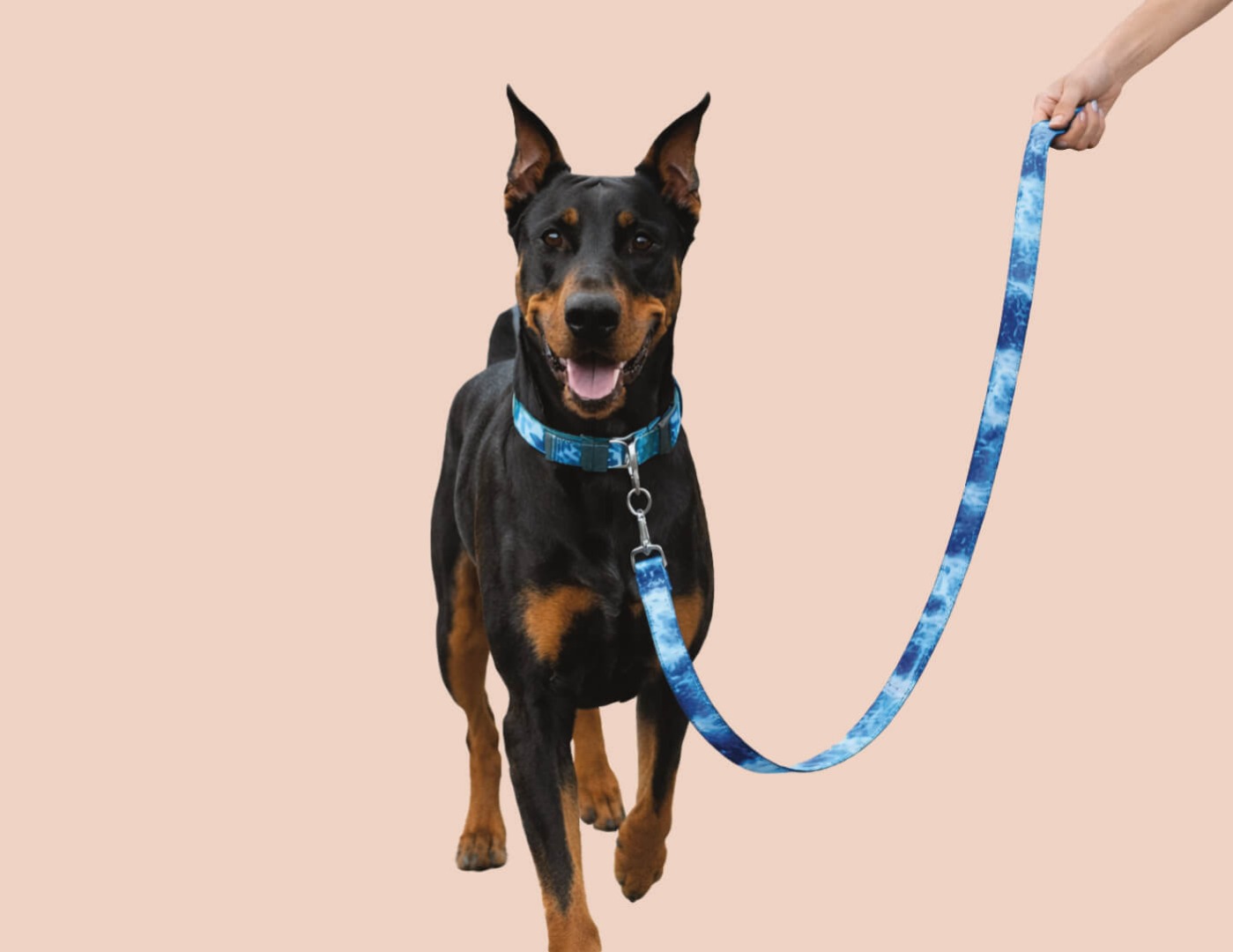 Doberman on lead