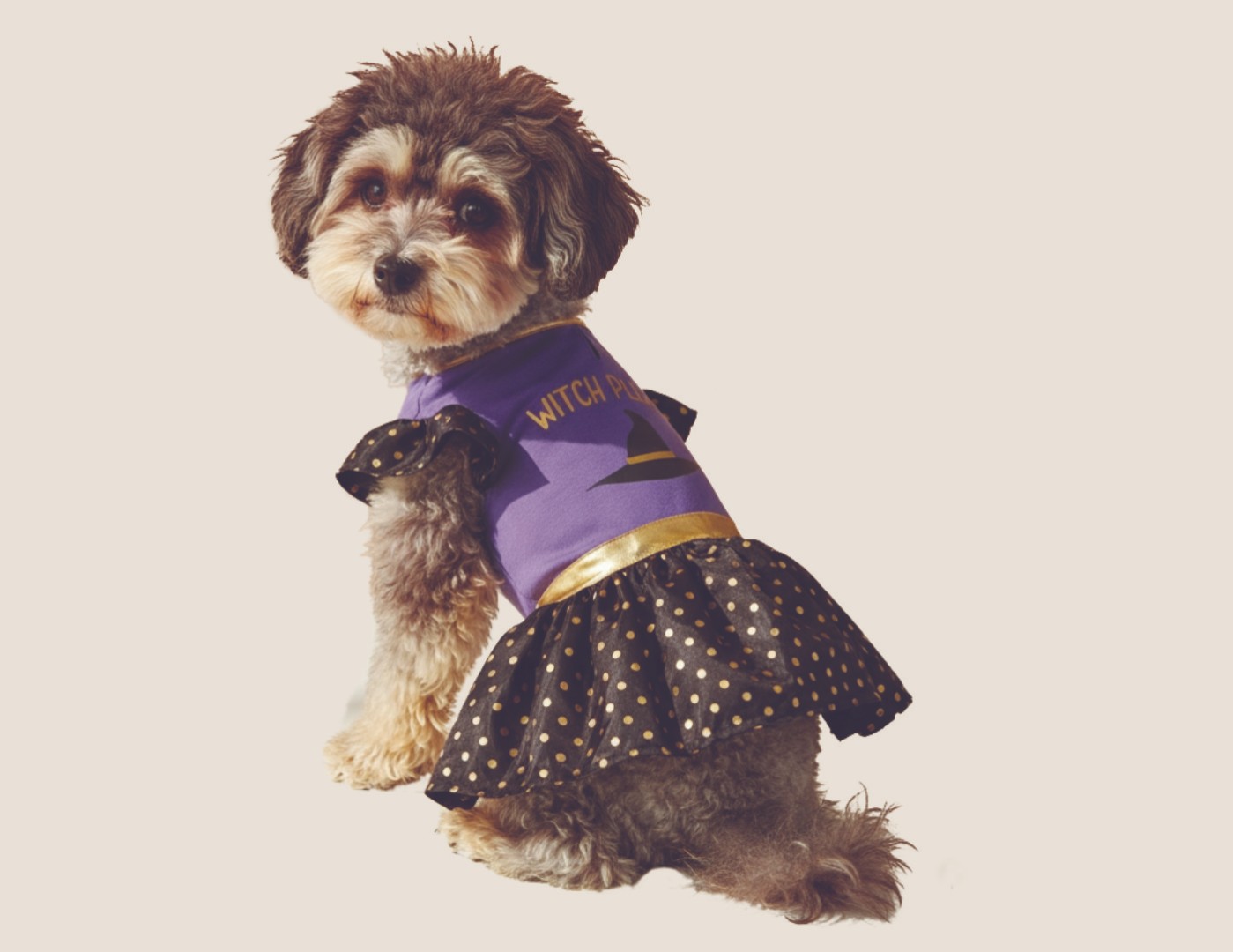 Dog in dress