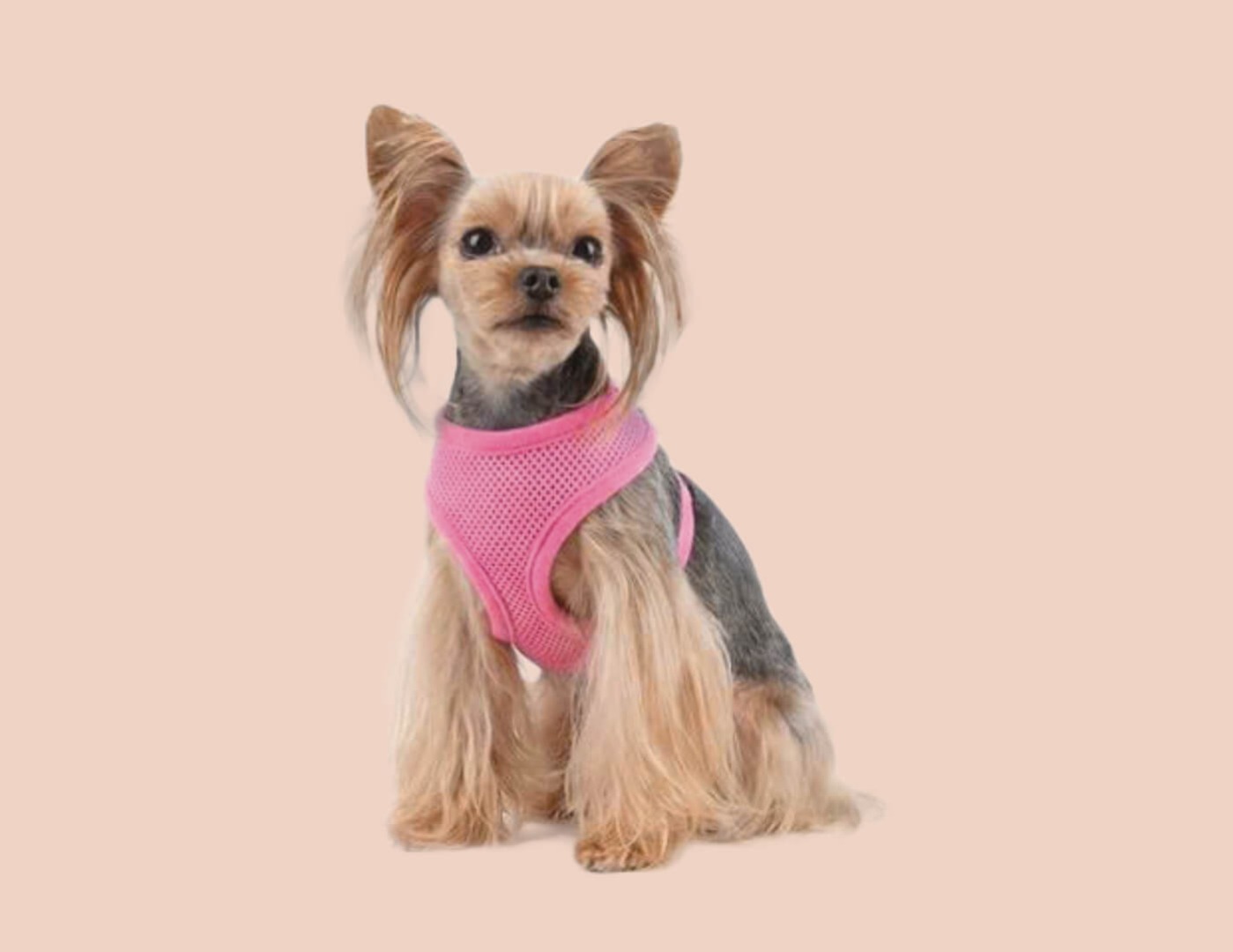 Dog in pink harness