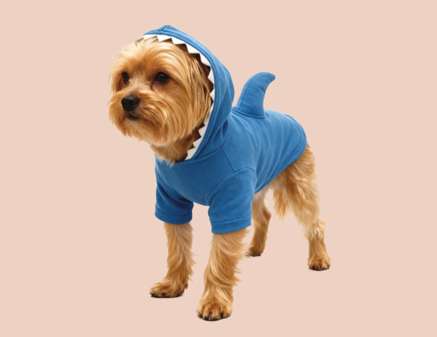Dog in shark costume