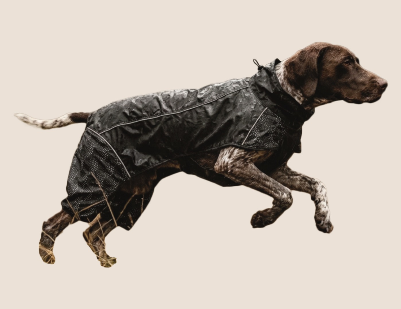 Dog jumping in coat