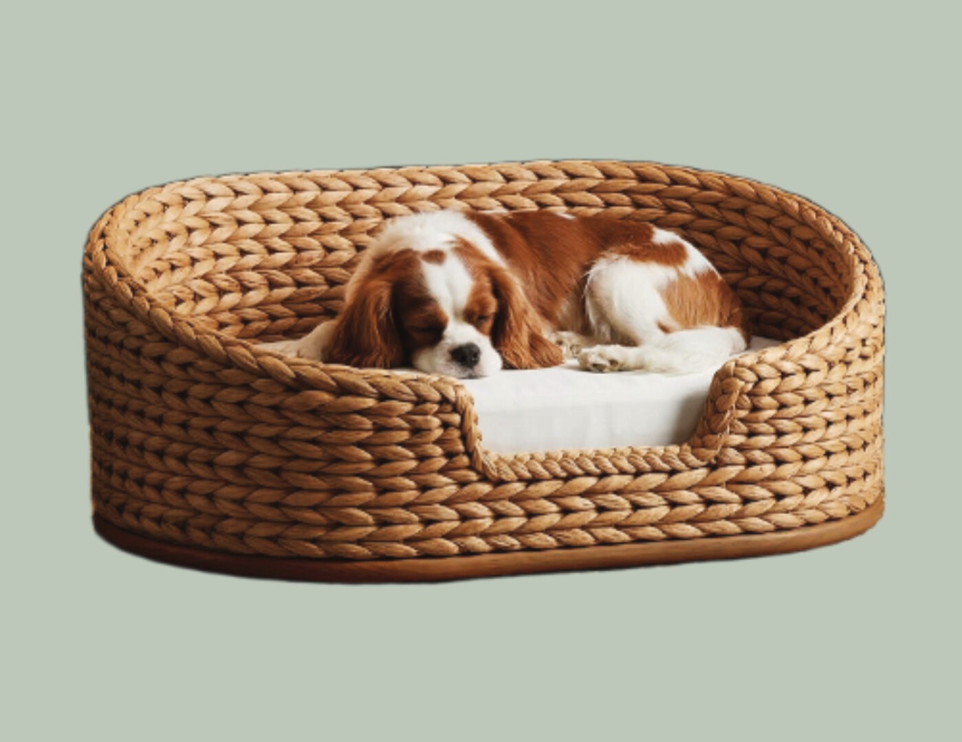 Dog sleeping in ratan bed