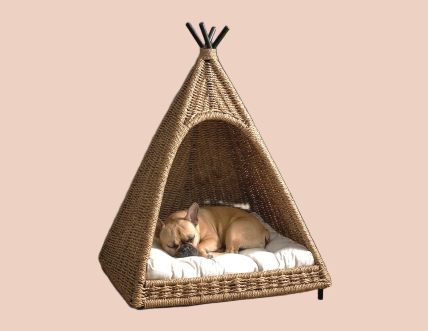 Dog sleeping in tipi