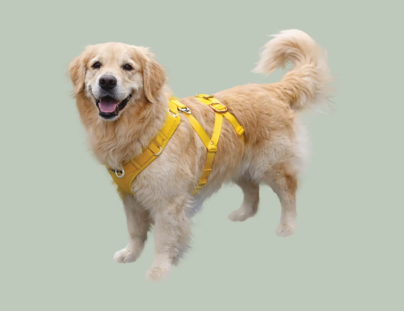 Dog with yellow harness