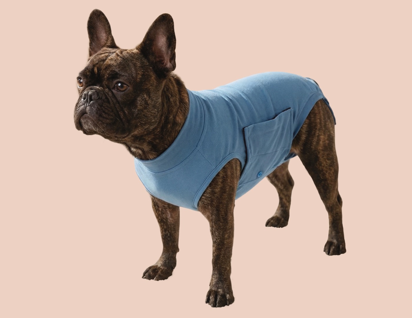 French bulldog in jumper