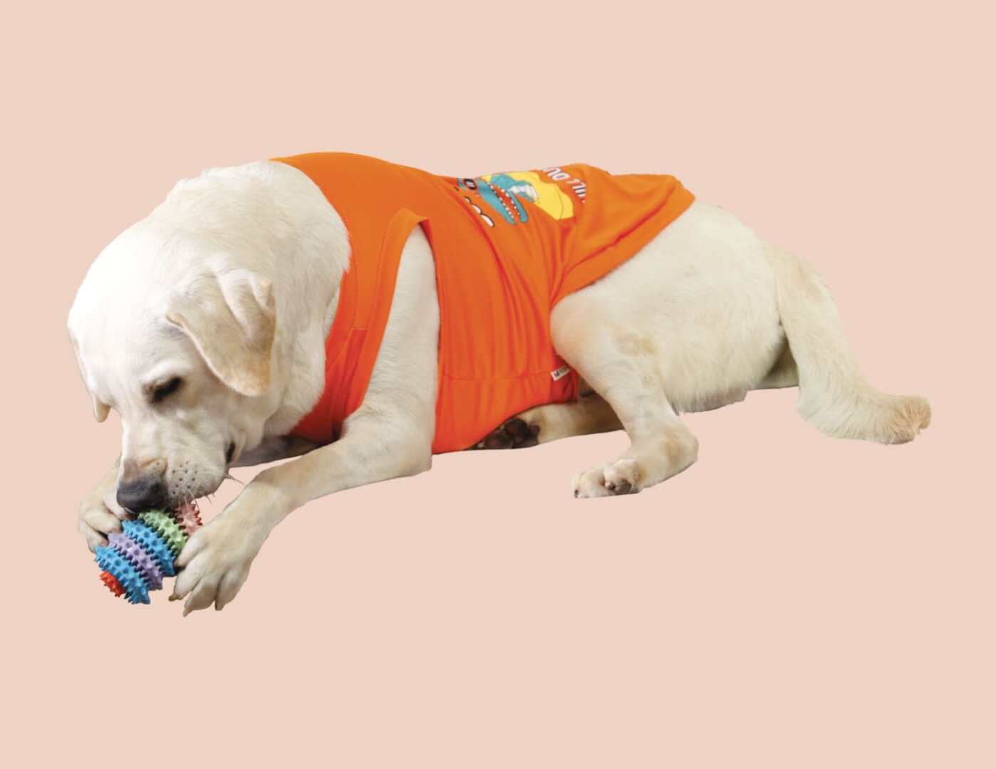 Golden labrador with ball