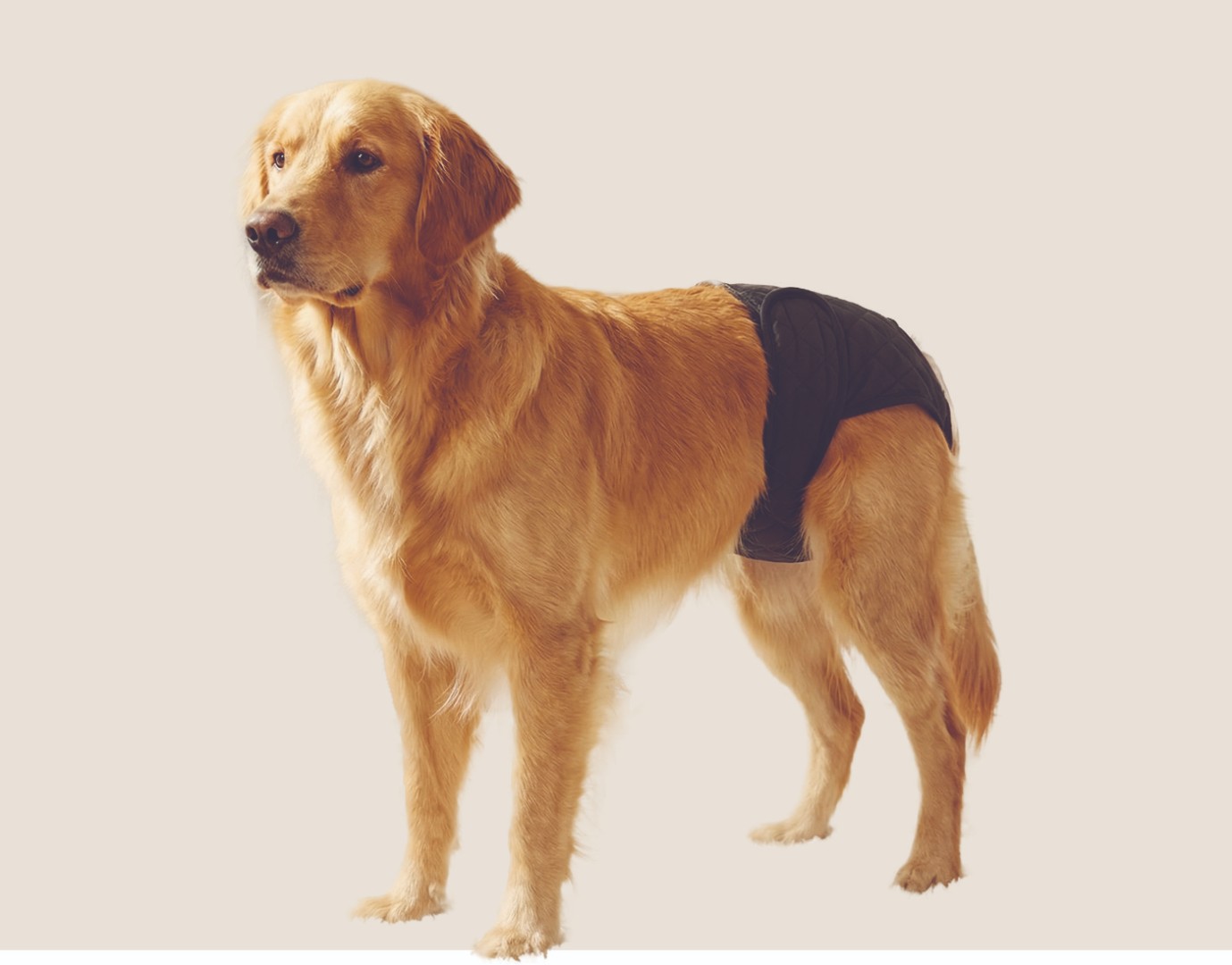 Golden retriever in black pants