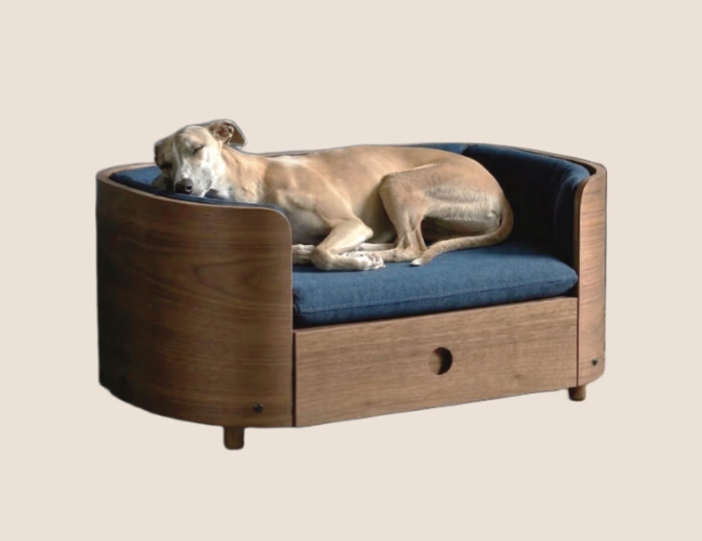 Greyhound sleeping in bed