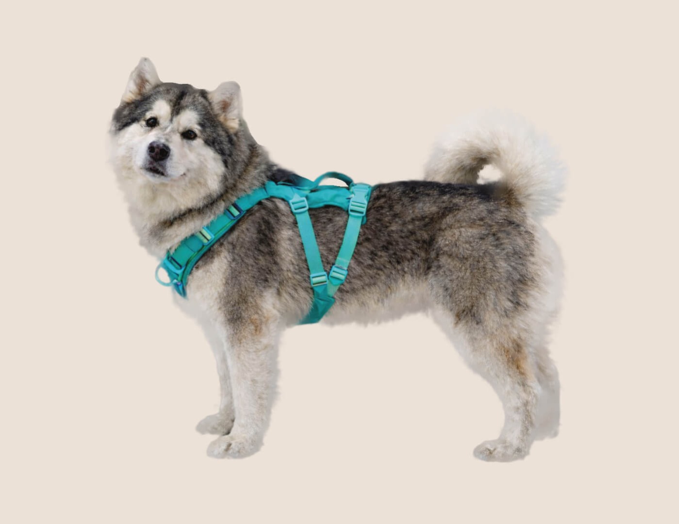 Husky with harness