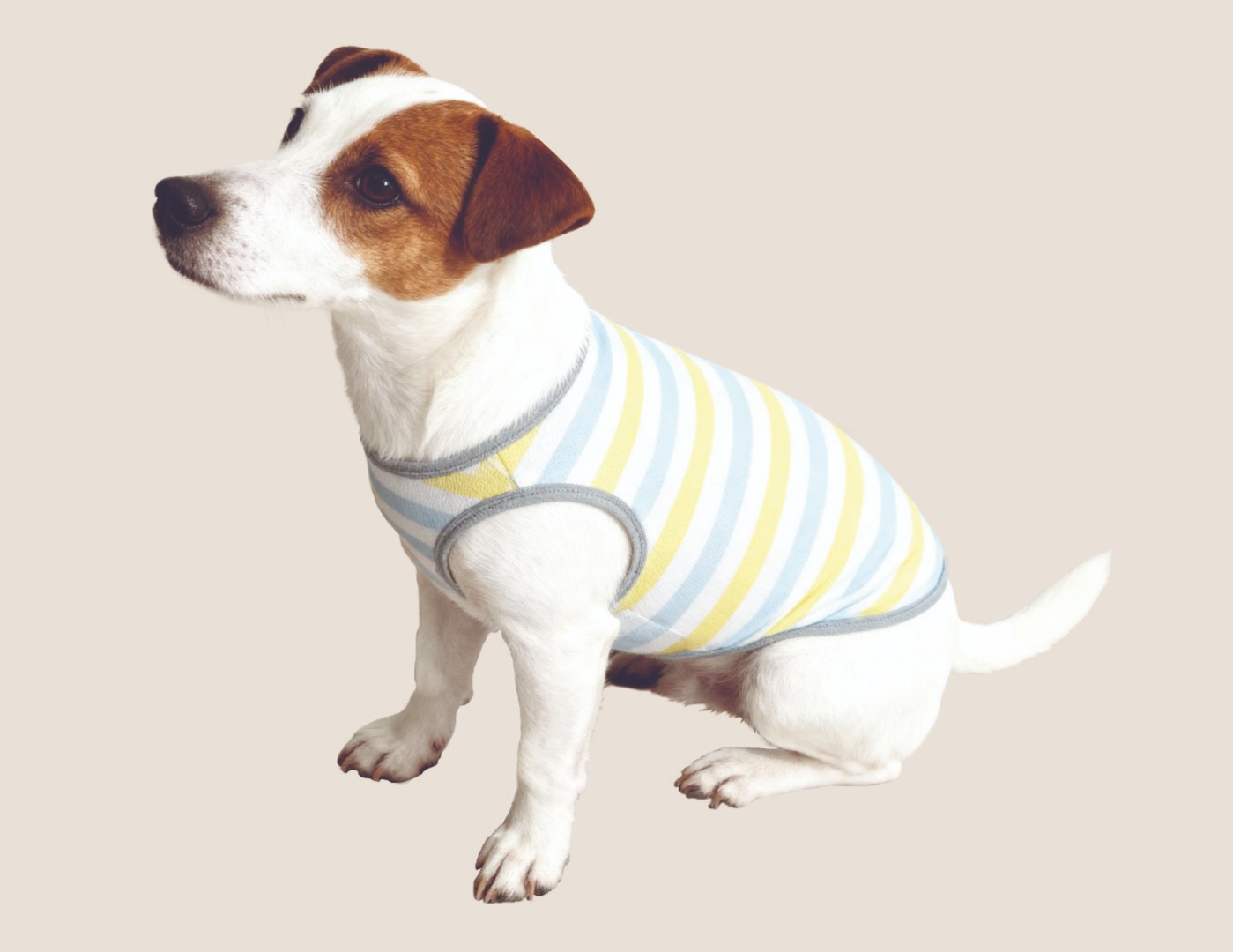 Jack russell in jumper
