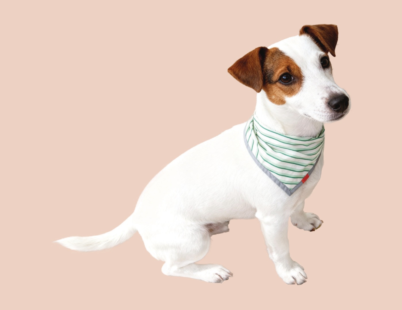 Jack russell wearing bandana
