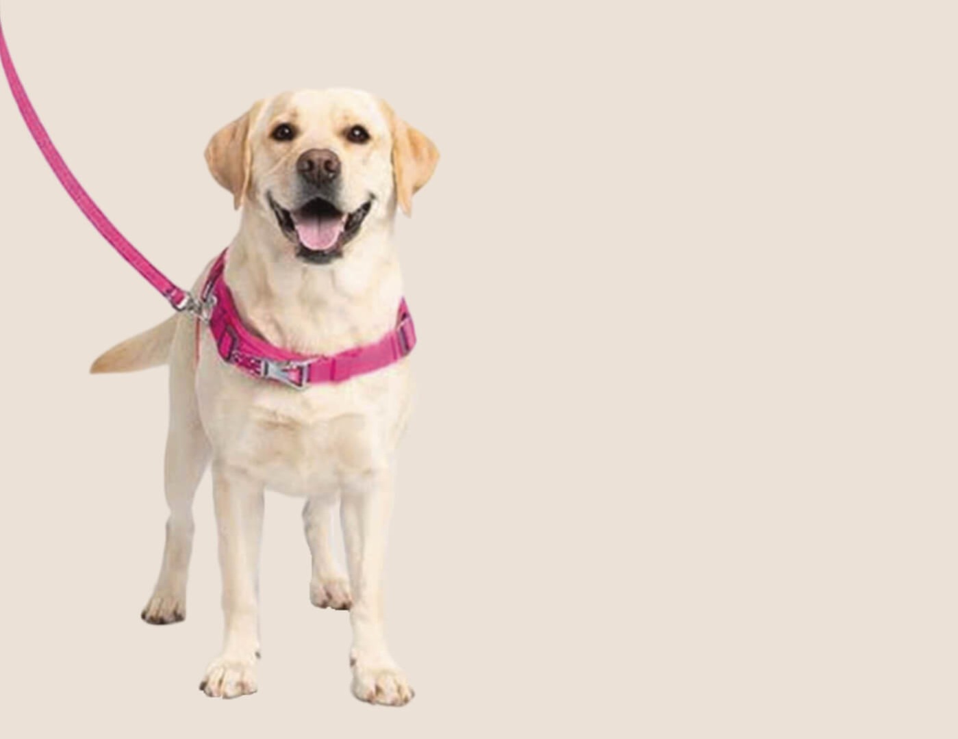 Labrador with pink lead