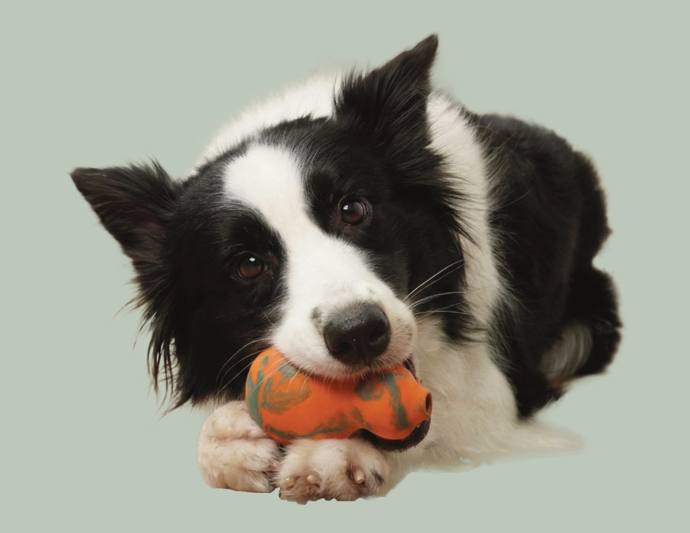 Pretty border collie with chew toy