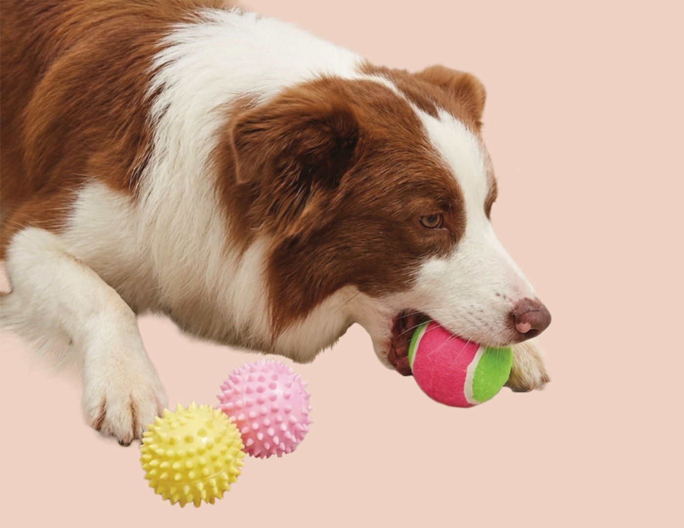 Red and white dog with toy balls