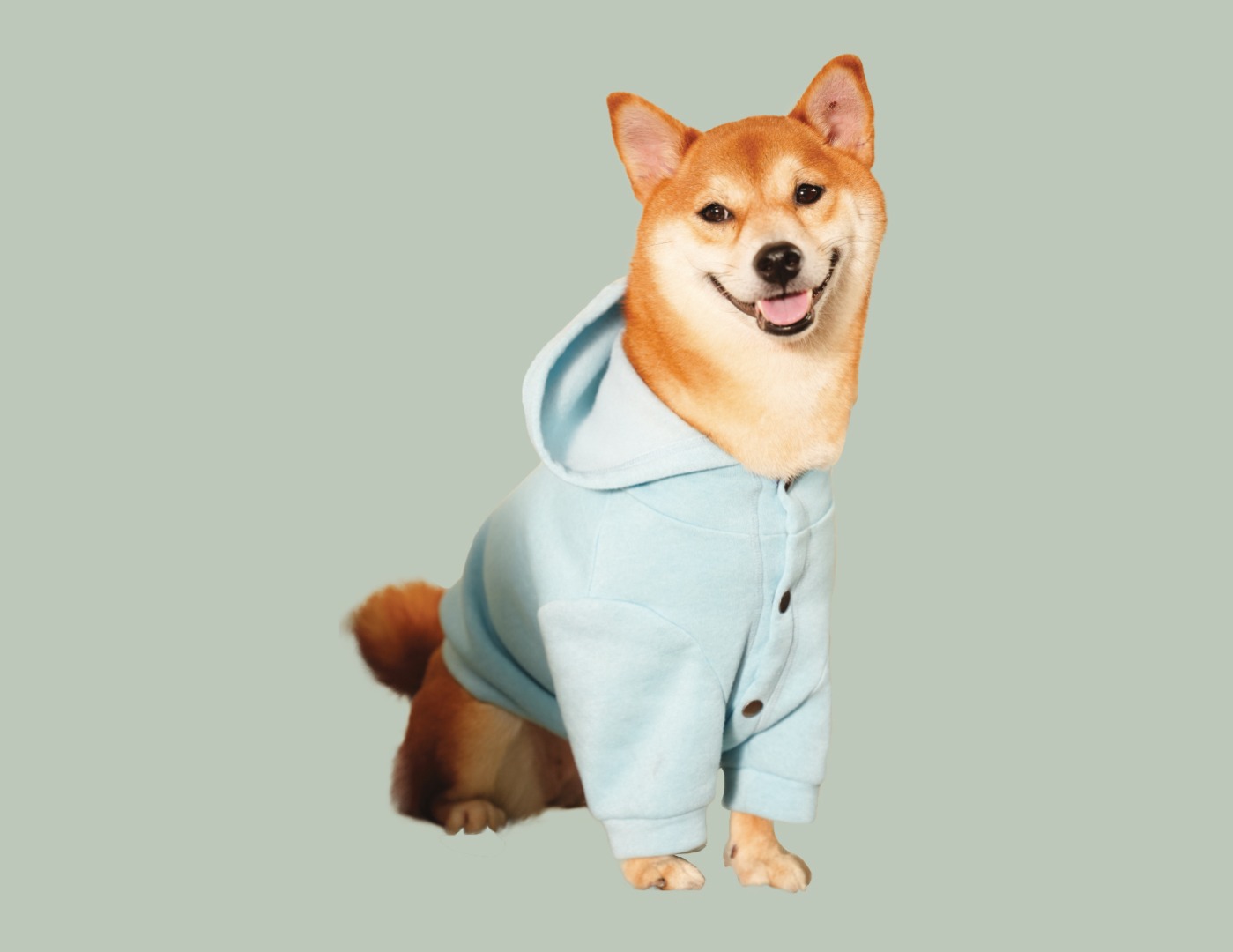 Shiba inu in hoodie