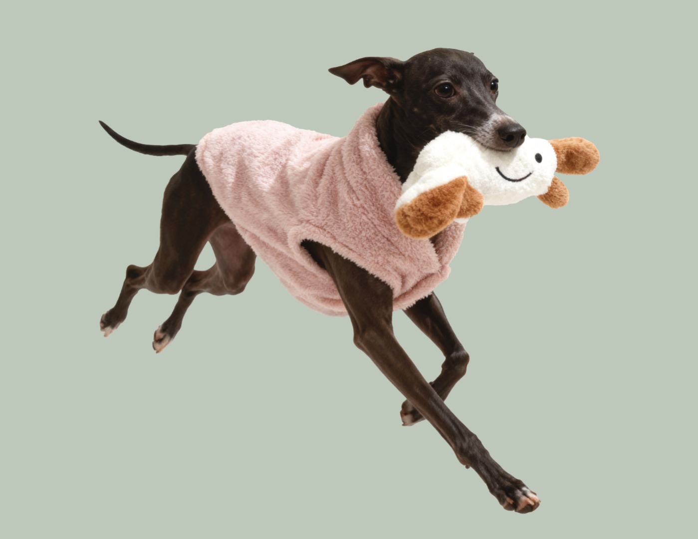Whippet with jumper and toy