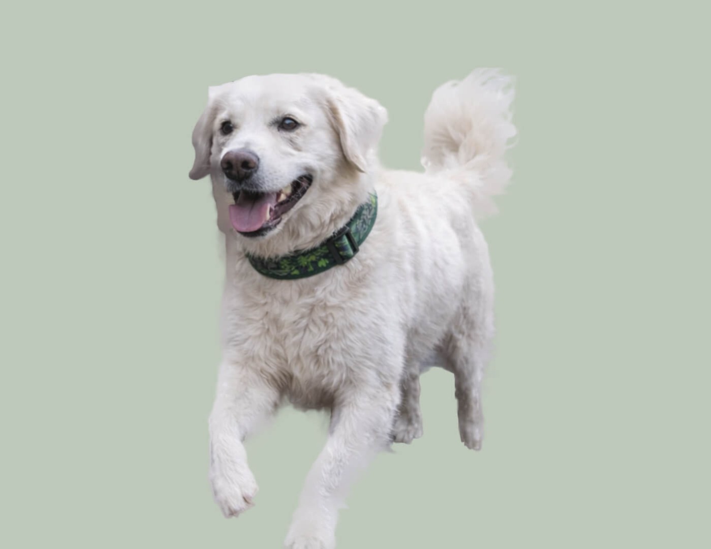 White dog running with collar