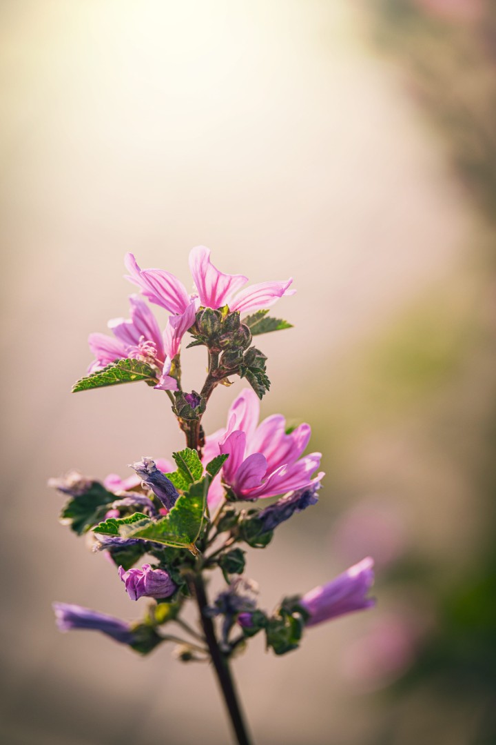 Beautiful wild purple wild mallow flower