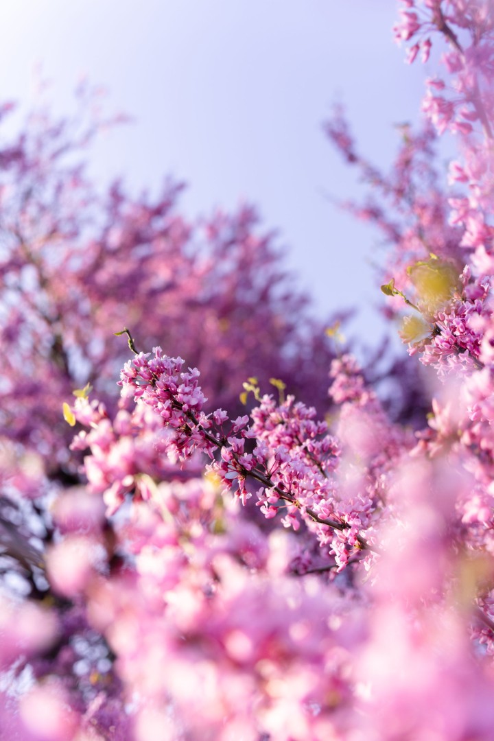 Blooming pink blossoms in springtime