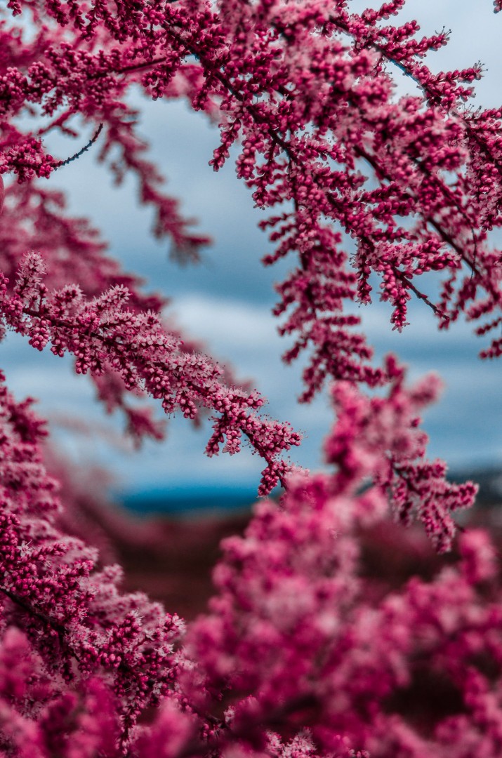 Close up of beautiful pink saltcedar