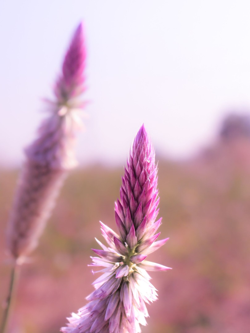 Close up of celosia flower