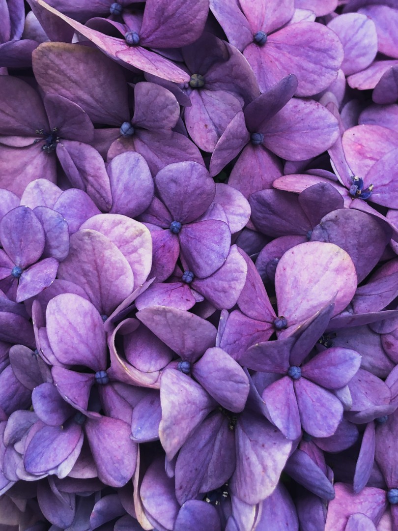 Close up of purple flowers