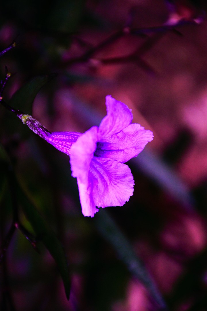 Closeup photo of purple minnie root flower