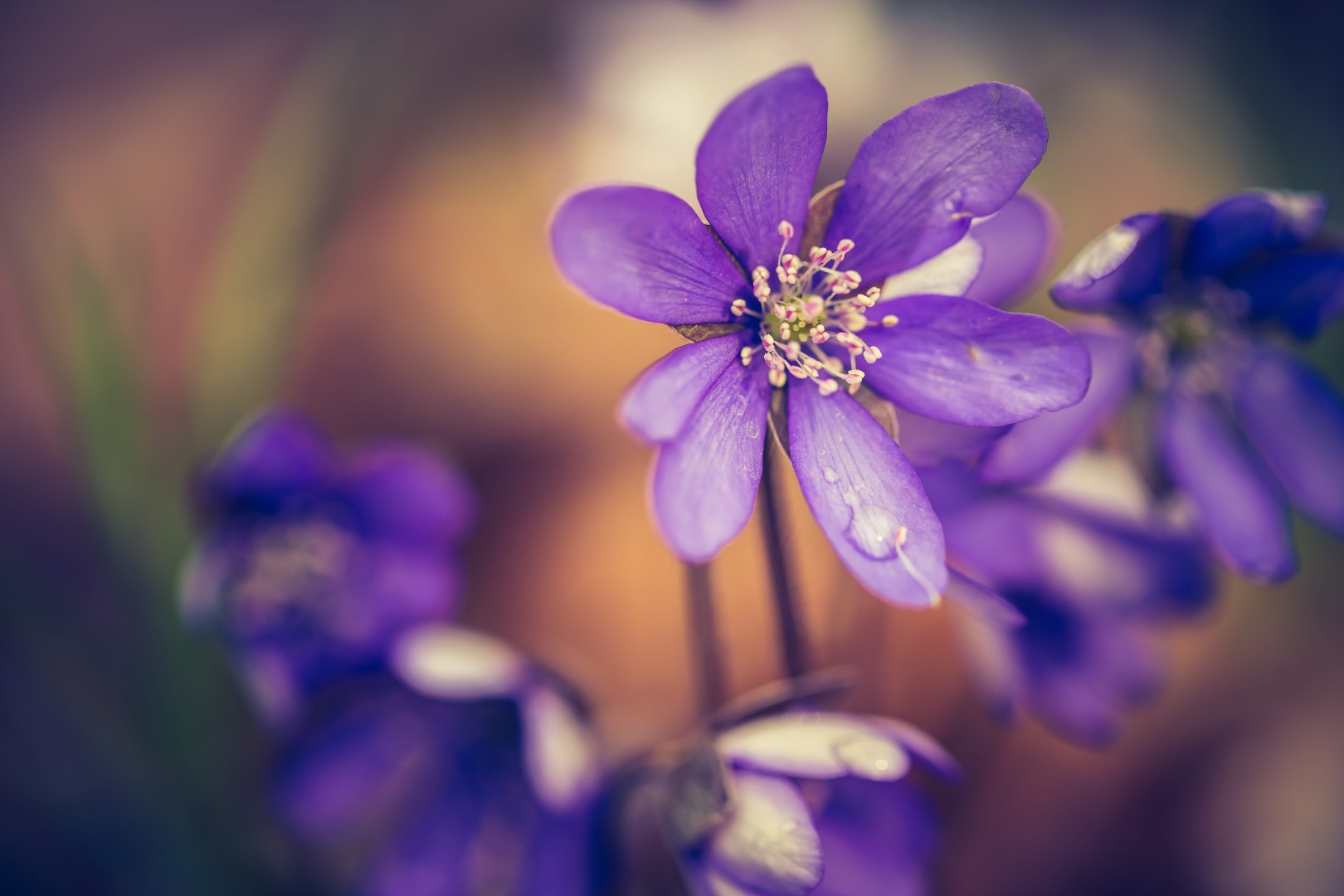 Liverworts flowers blooming