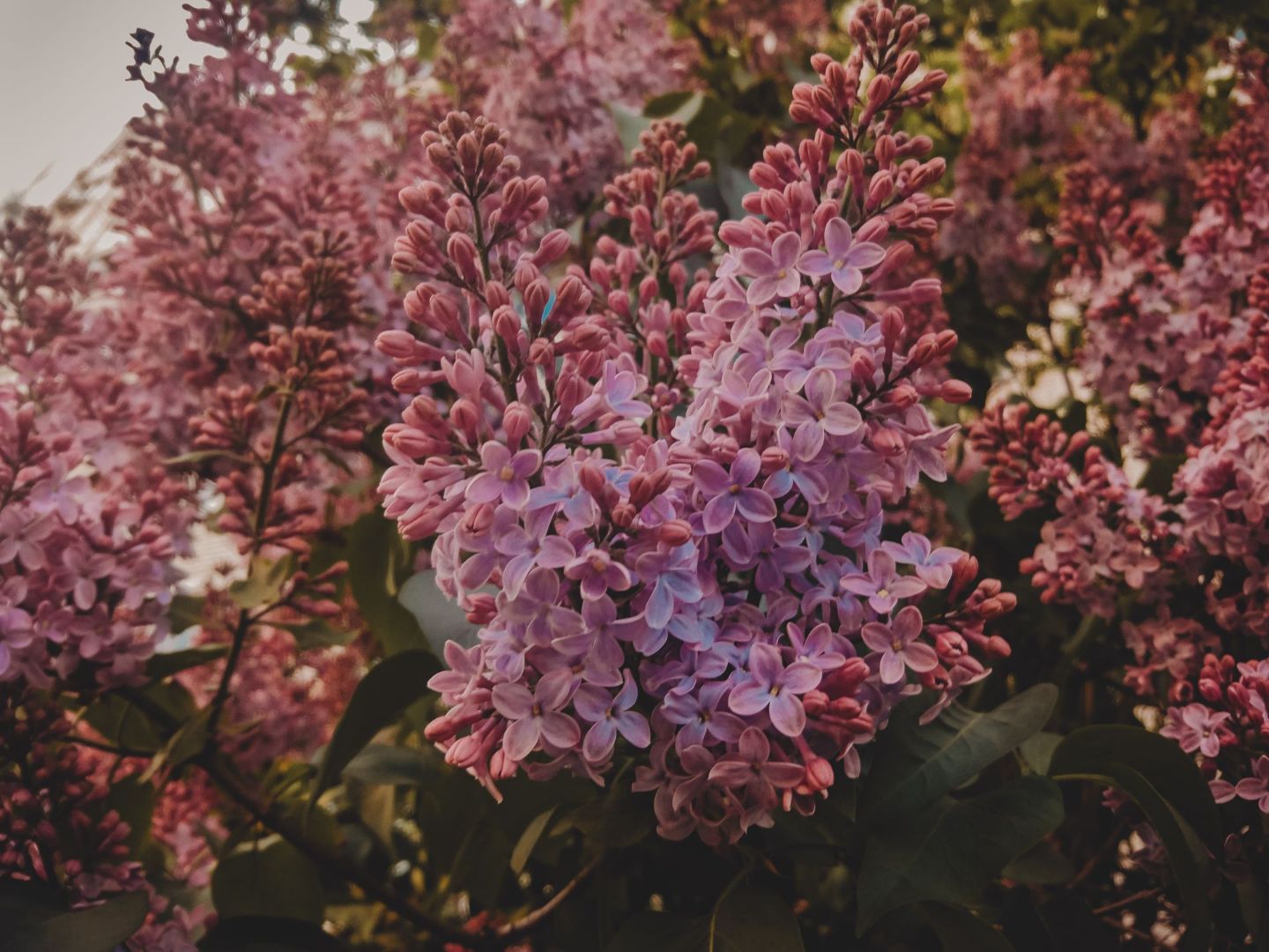 Pink lilac flowers