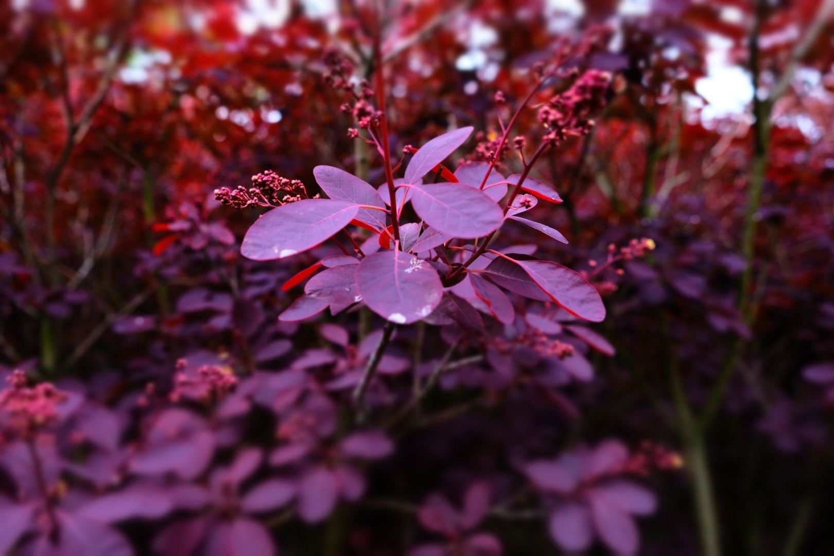 Purple leaves