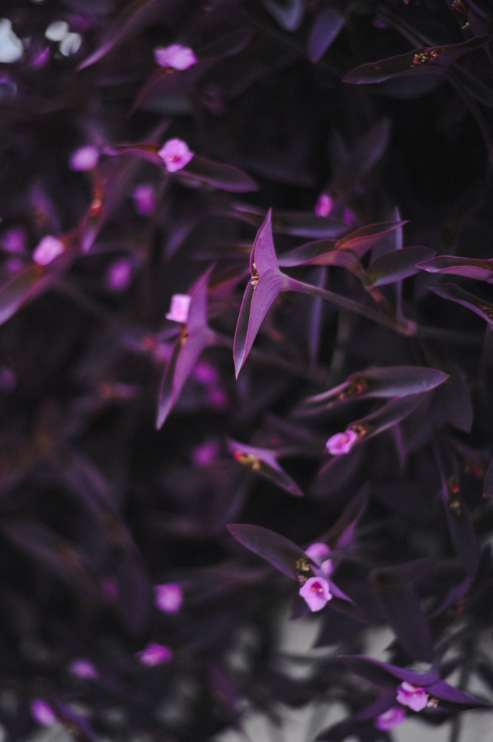 Vibrant purple tradescantia foliage
