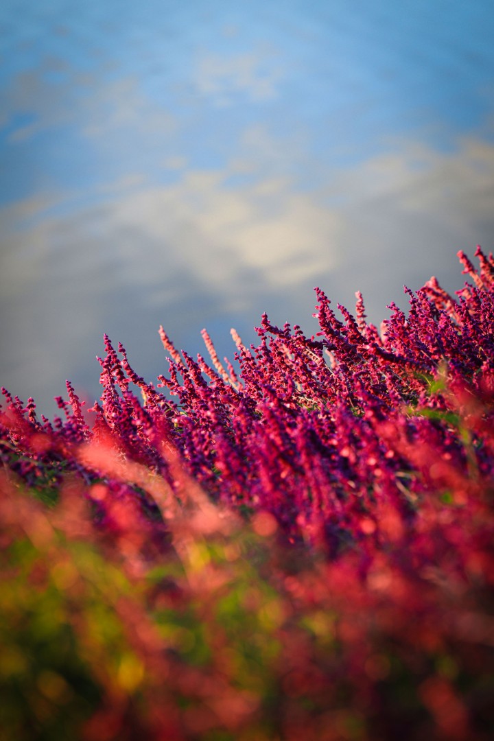 Vibrant red flowers by reflective water