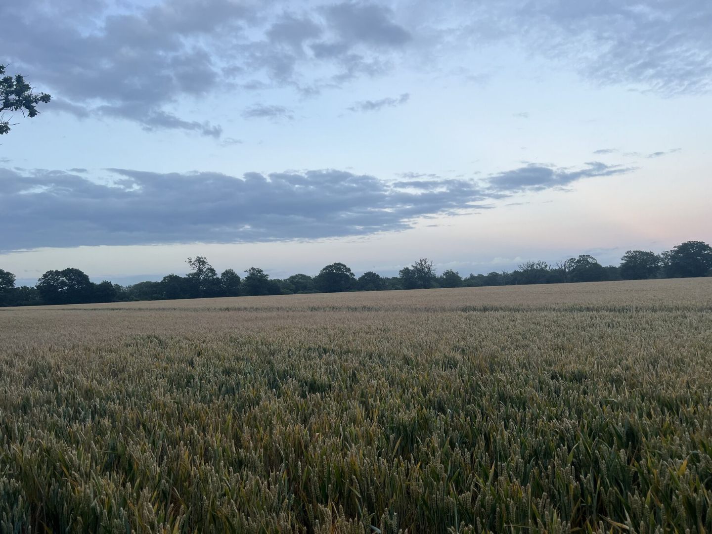 dusk field