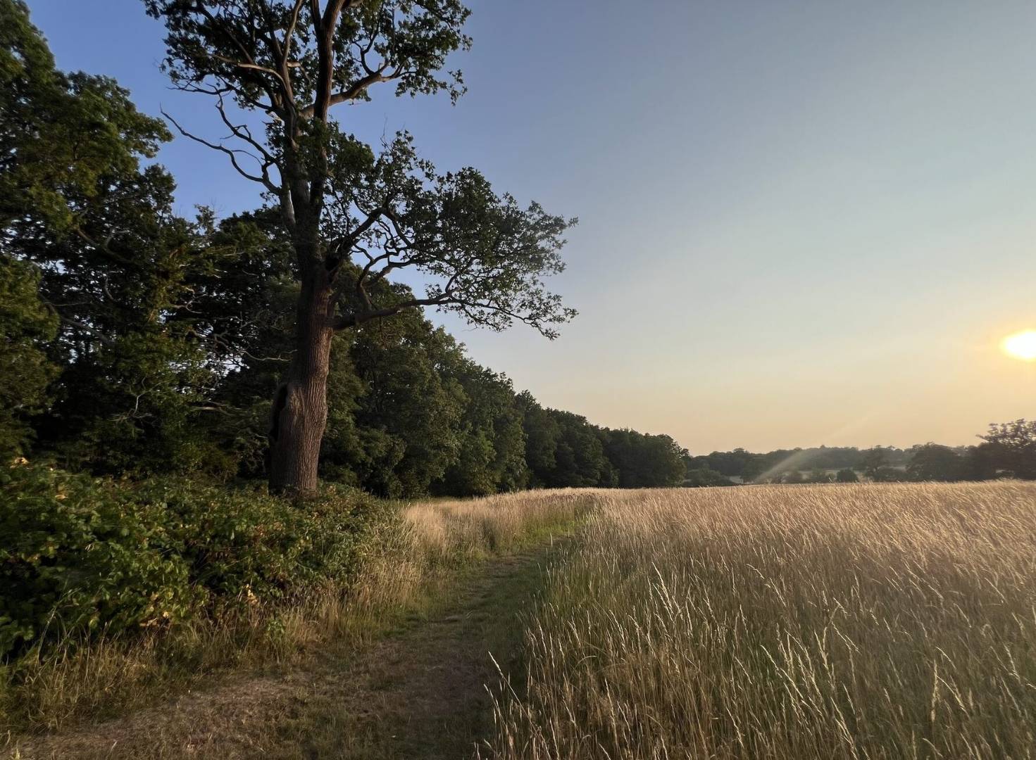 evening path