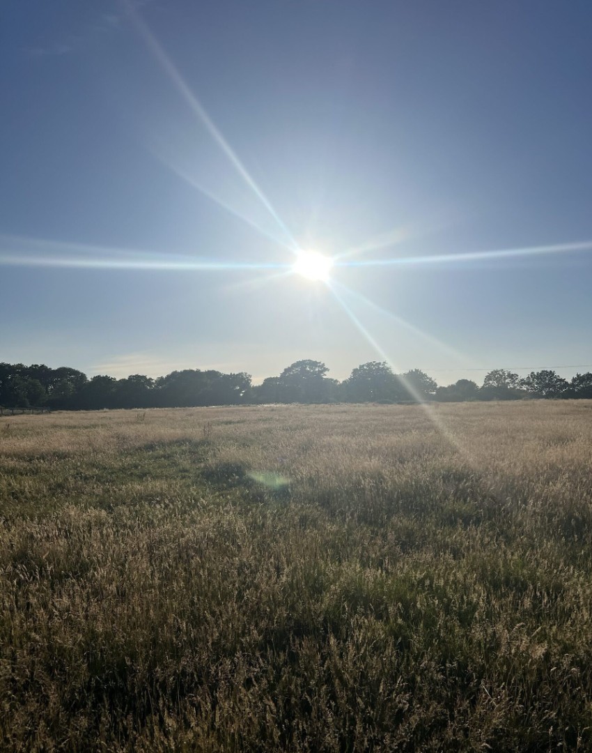 sunburst meadow