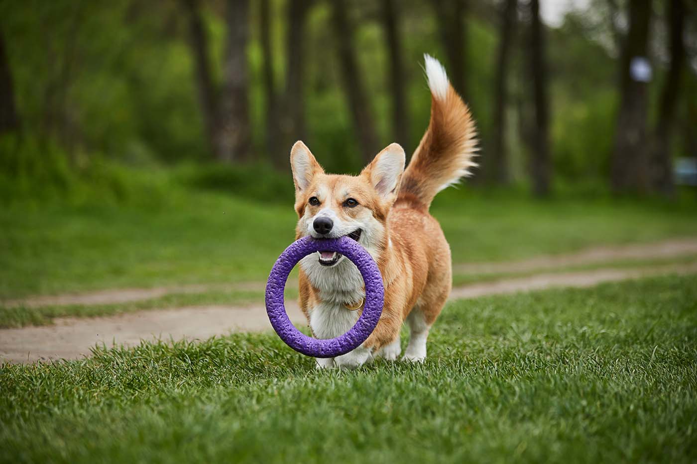 Corgi